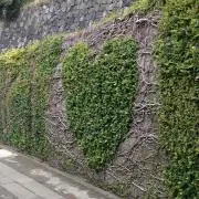 マーヤ