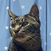 ぎん