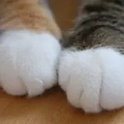 にゃおん