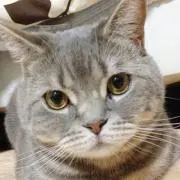 かつてんの画像