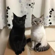 ジジとキキの画像
