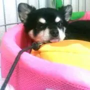 まままままろん