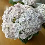 ミルの画像