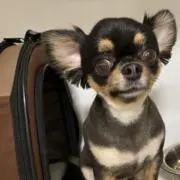 ゼン