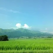 まな