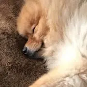 みさっちょ