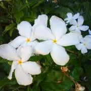 Alohaの画像