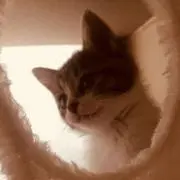 ひめ