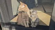 みつりんご