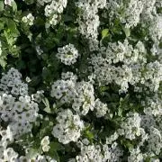 なかおかの画像