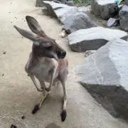 りょうこの画像