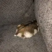 ゆきんこの画像