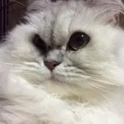 ぱんだ
