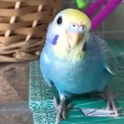 おしおの画像