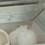 ハムさんの画像