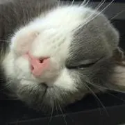 ジジ