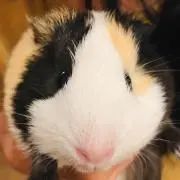 らにの画像