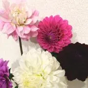 こまりの画像