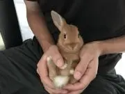 りり
