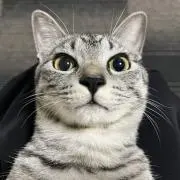 ぷりんの画像