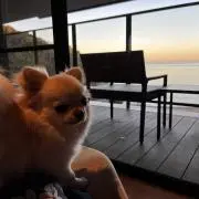 チワワんの画像