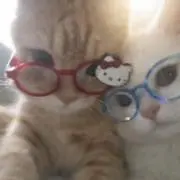 aaの画像