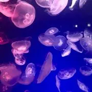 こしょ◎プロフィール読んでください◎の画像