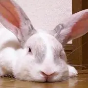 kimi