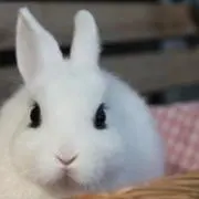 ぴあす