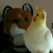 ハルル