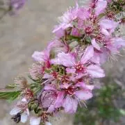 canなの画像