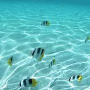 ブラウニーの画像