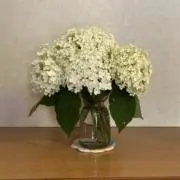 もんの画像