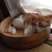 よし