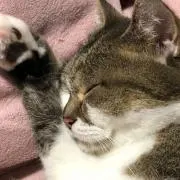サウザーの画像