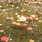 萌花