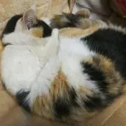 三色猫