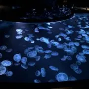 ルルロ-の画像
