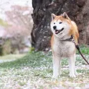 もち