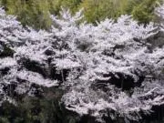 コウの画像