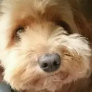 メイター