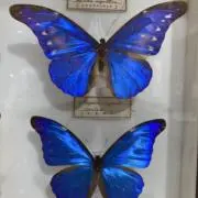 ぽちすけ