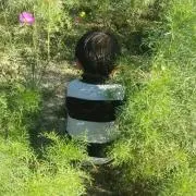 バンビ