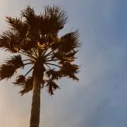 PKの画像