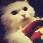 れんののの画像