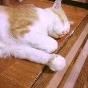 harupi