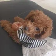 ぴのきお