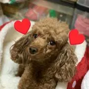 4プードル♥⚠️受け取り評価早目に…⚠️の画像