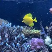 きくらげの画像