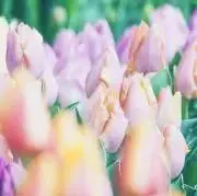 fuyuの画像